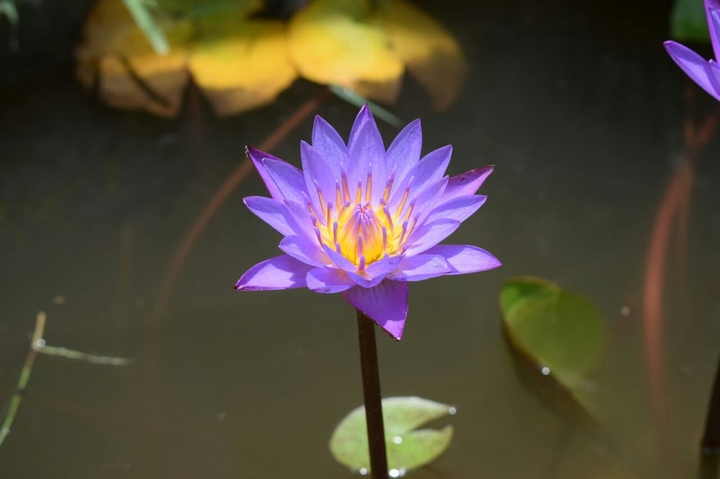 Lotus 3717