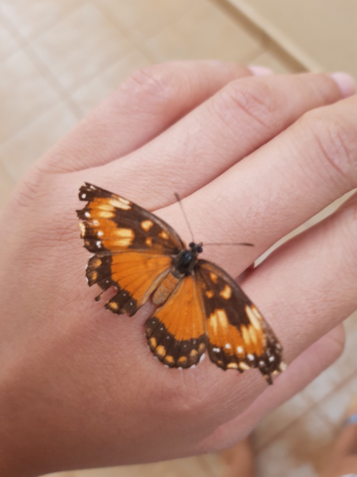 Saturday butterfly