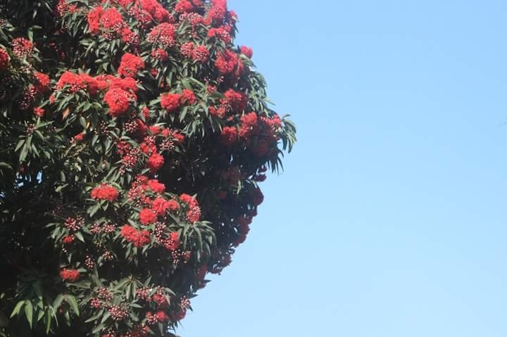 Beatiful Flowers