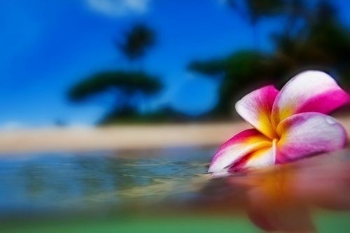 wading flower