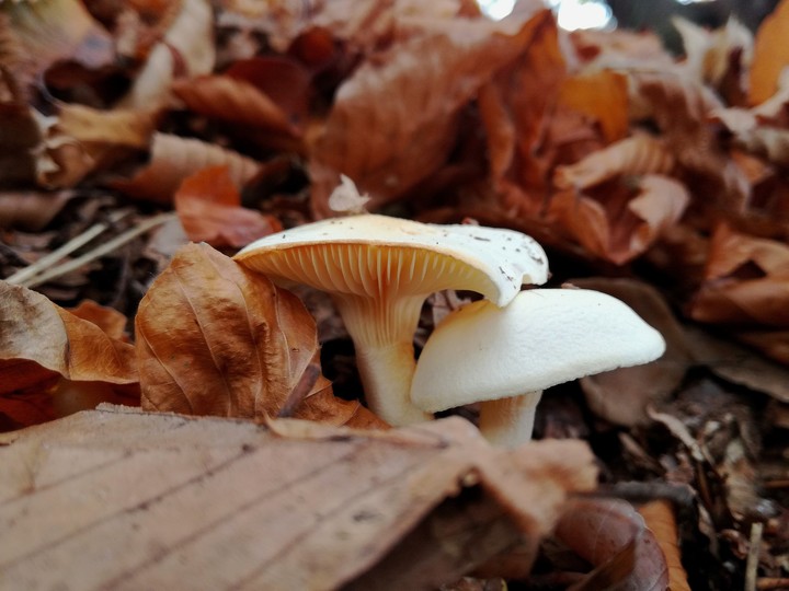 mushroom couple