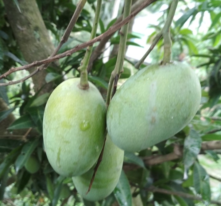 Mango