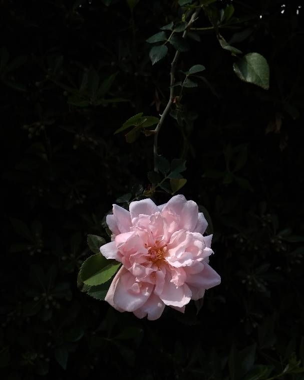 Pink rose