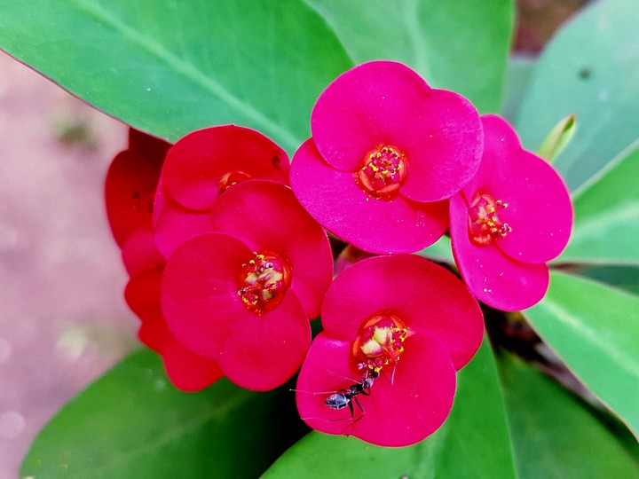 Flower