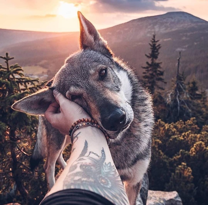 wolf
