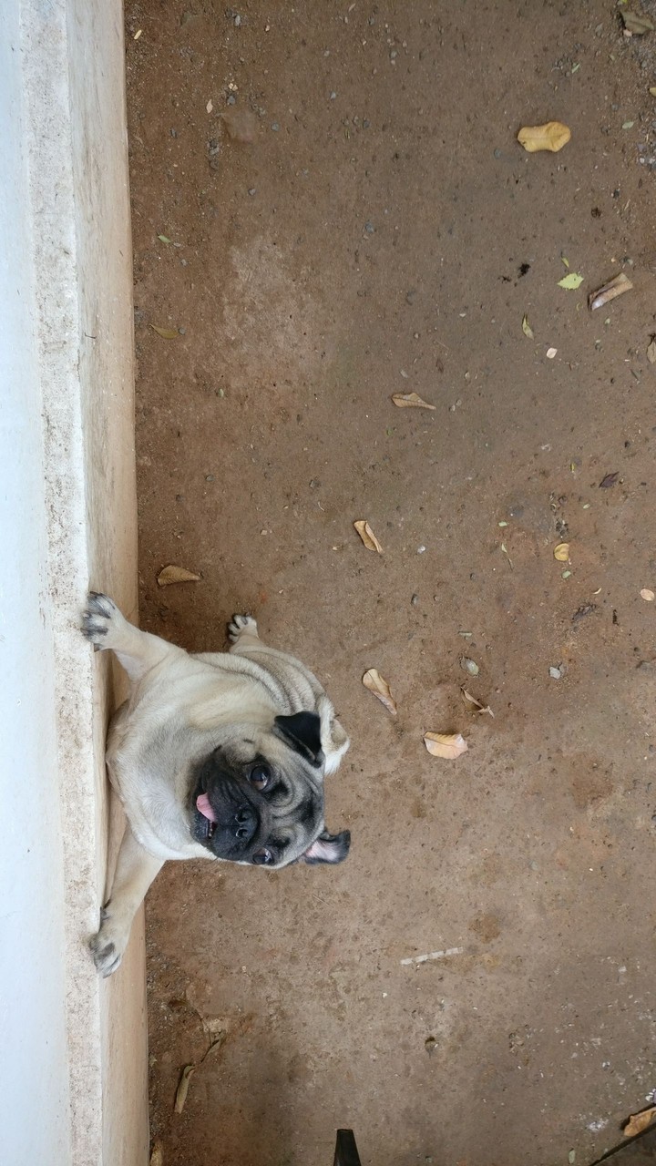 pug