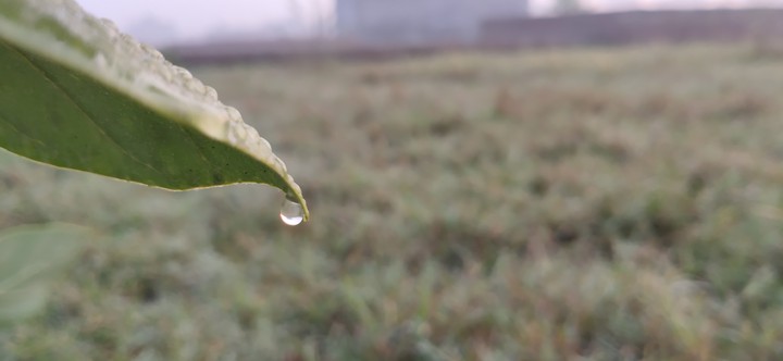 Dew Drop