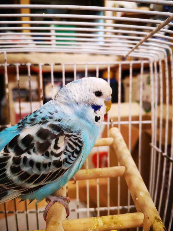 beautiful parrot