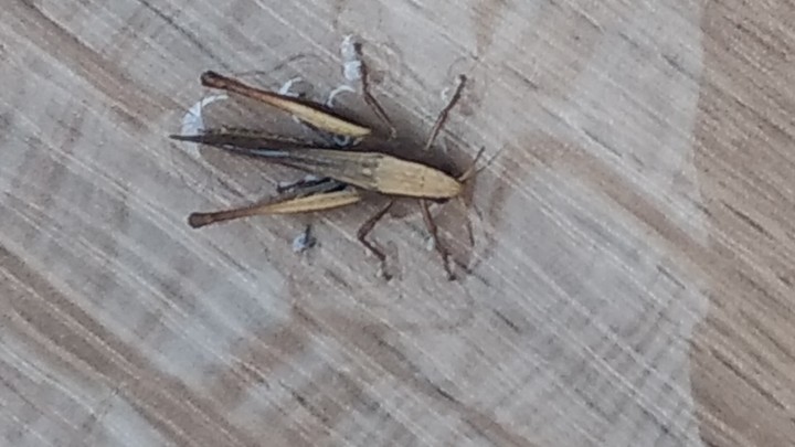 saltamontes