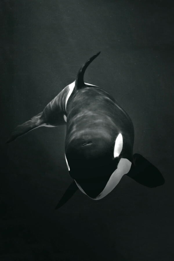 Whale.....in the night☺✌