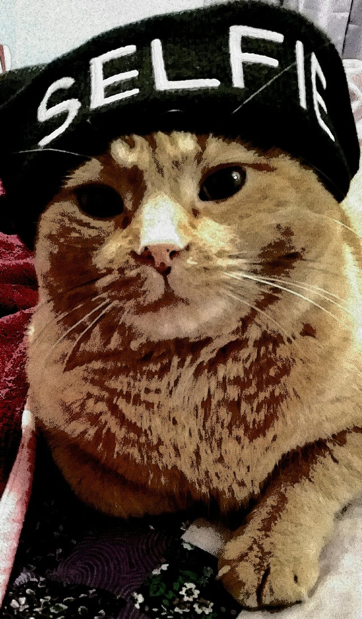 Mr Fancy