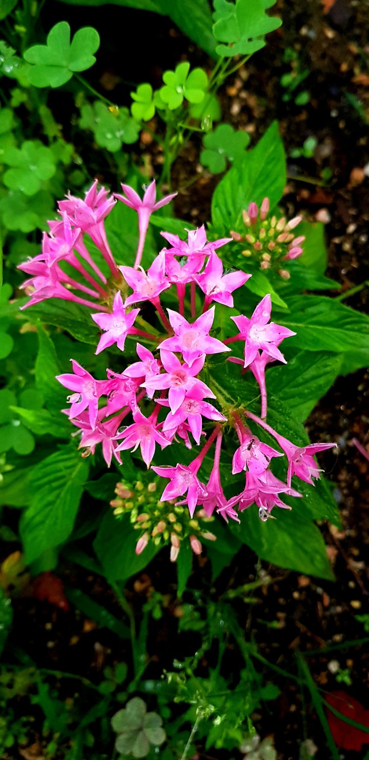 Pentas Lanceolata