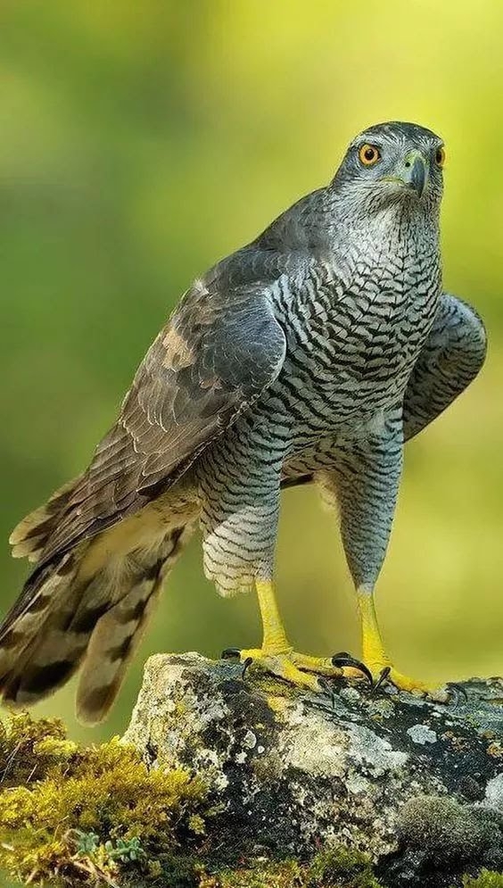 Falcão