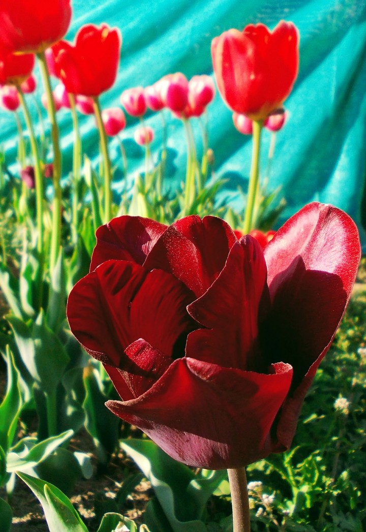 Tulips
