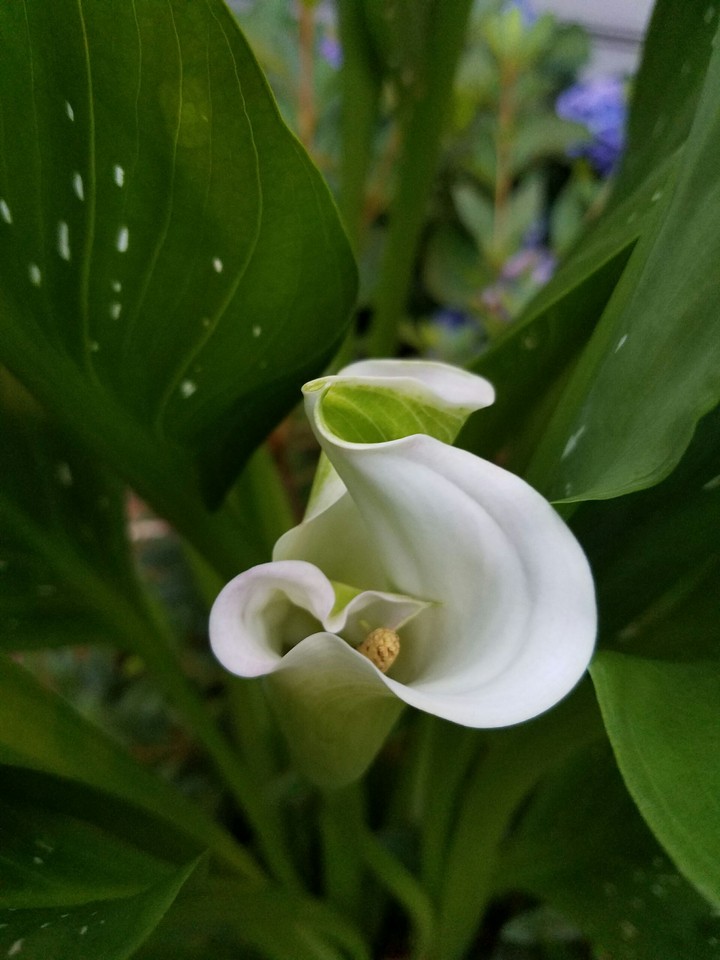 Calla Lily