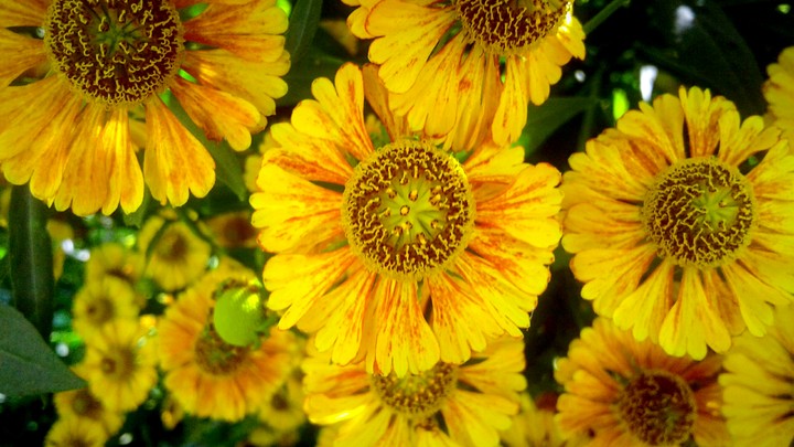 yellow flowers