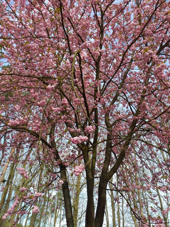 Frühling