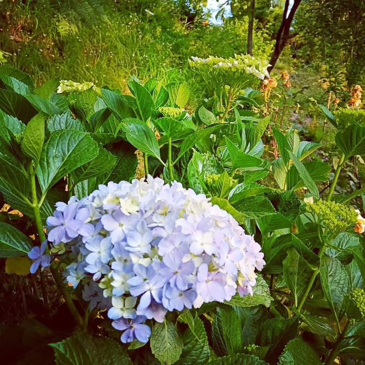 beautiful morning with beautiful flowers ??????