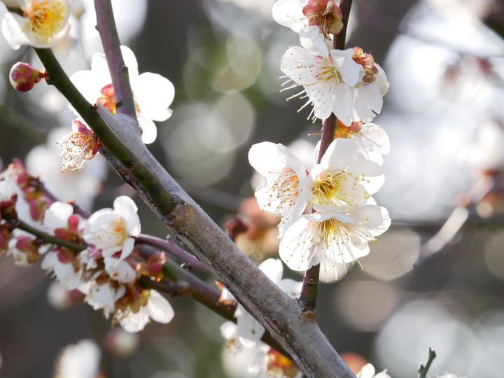 plumblossom