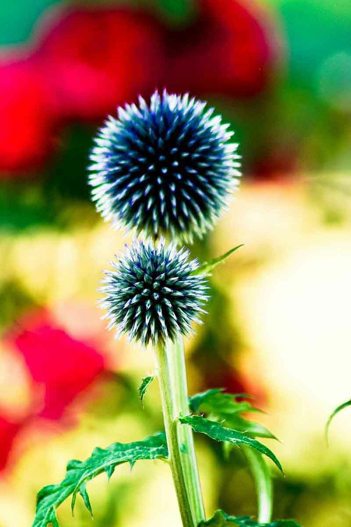 Spiked Plant