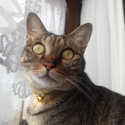 愛猫