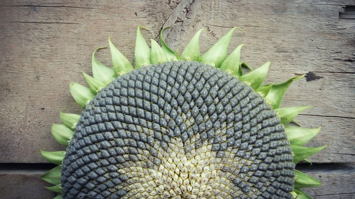 Mr. Sunflower