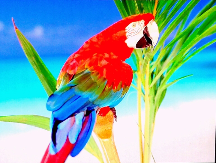 Loro