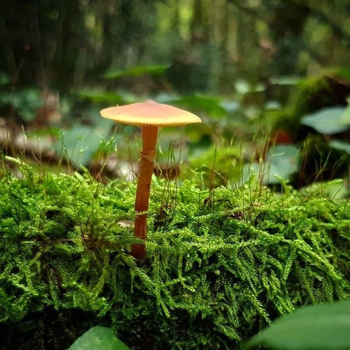 la forêt des Charentes maritimes