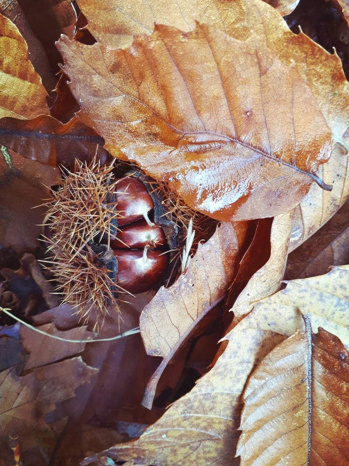 Autumn