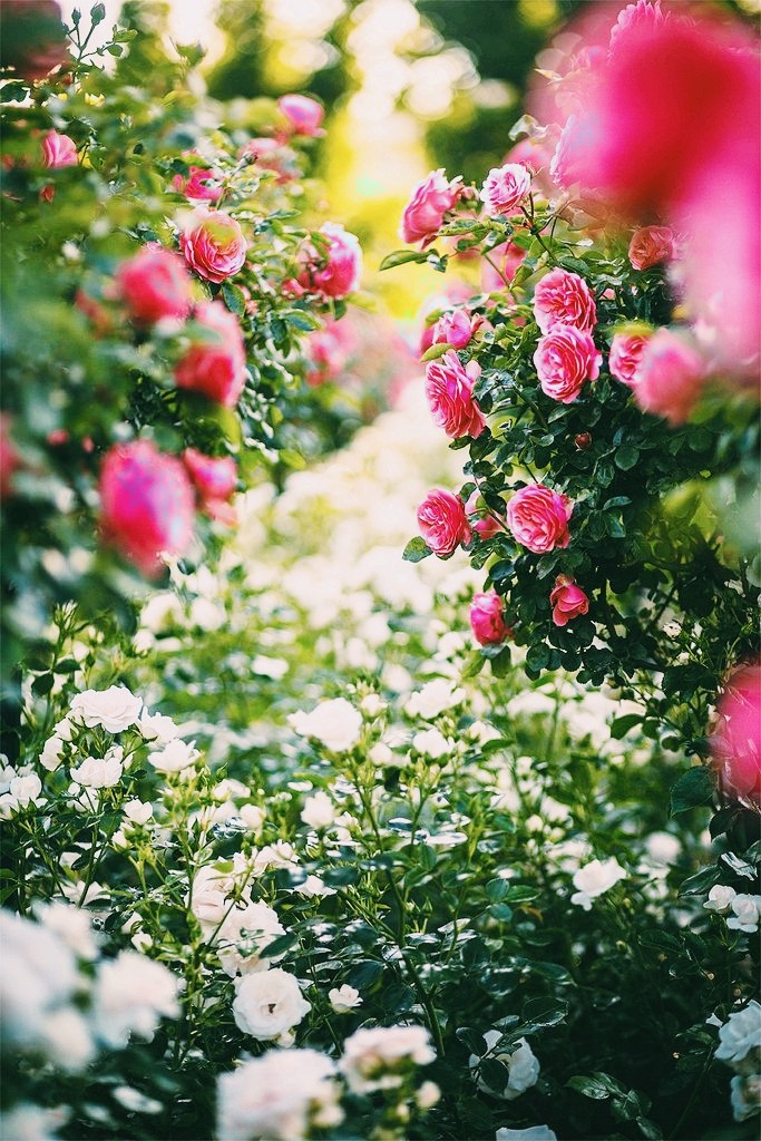 Beautiful garden