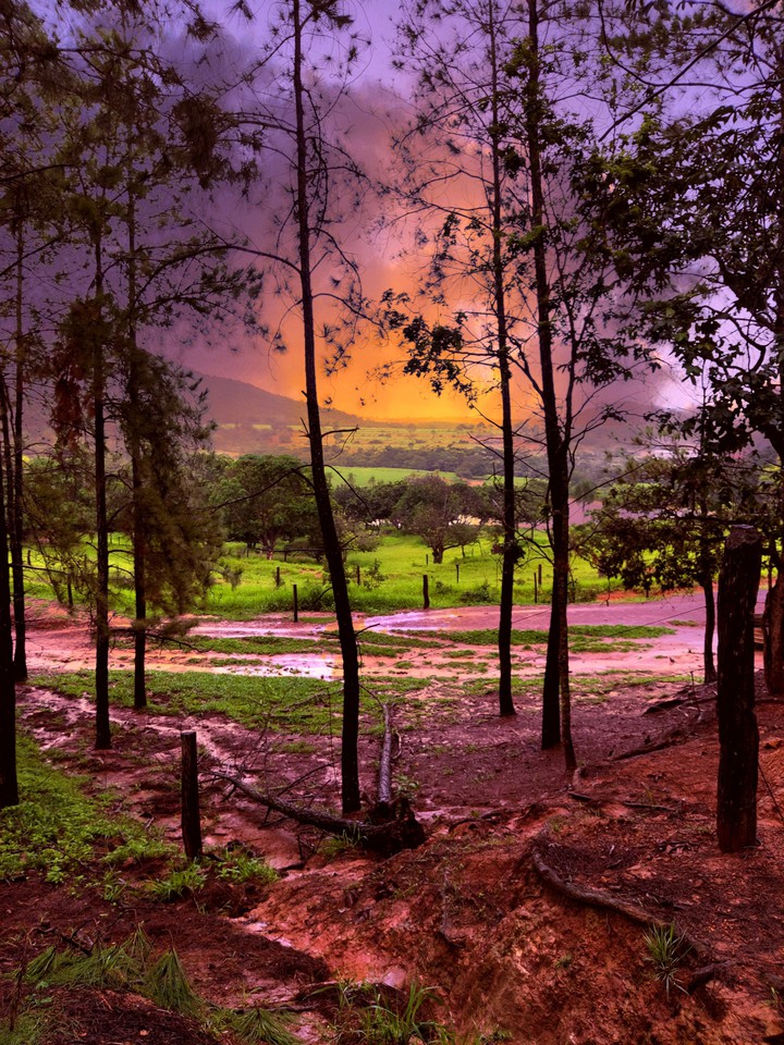 Forest