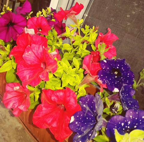 flower, petal桌布