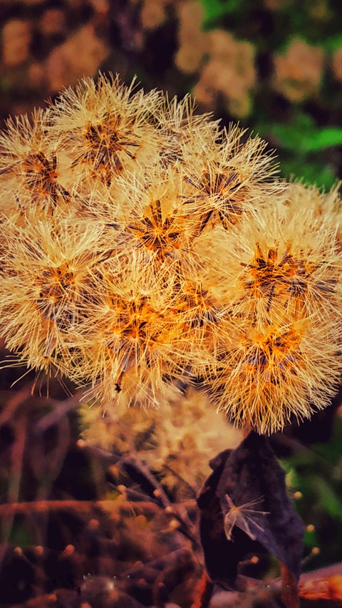 dry flower
