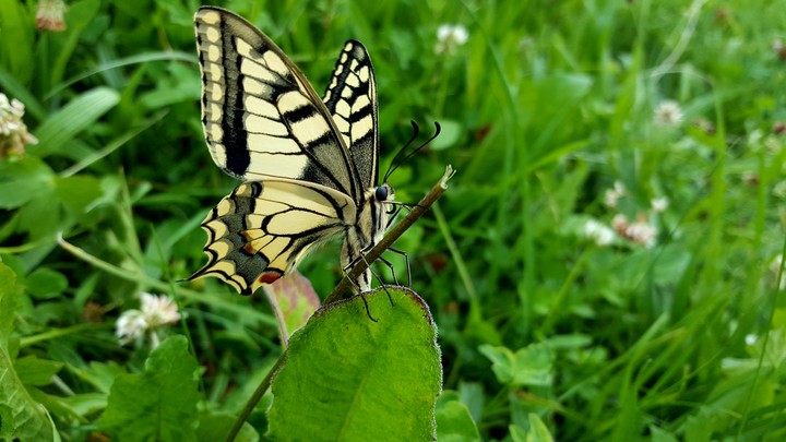 The butterfly effect