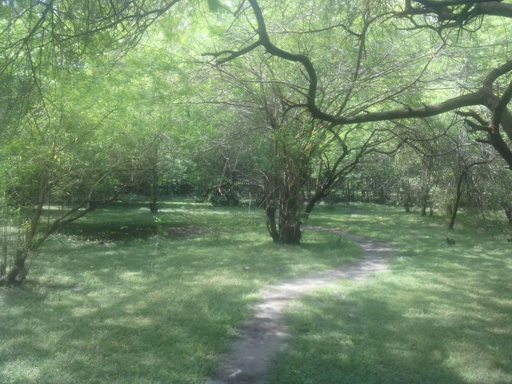 wood-walk