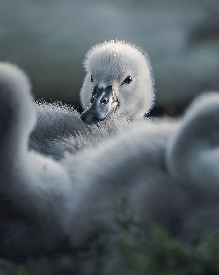 Cygnet