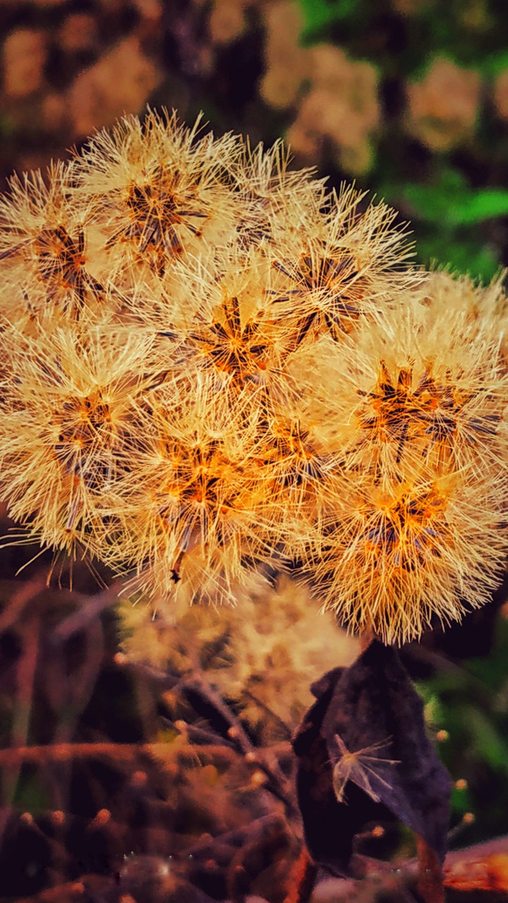 dry flower