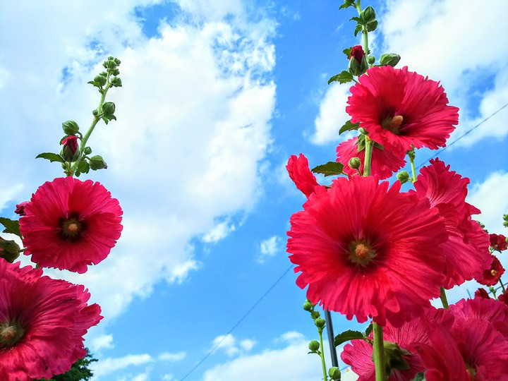 flower