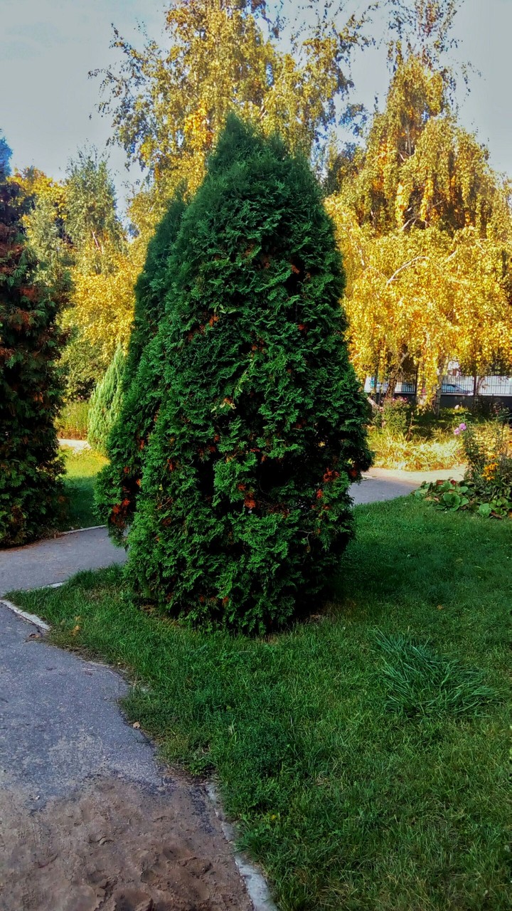 garden