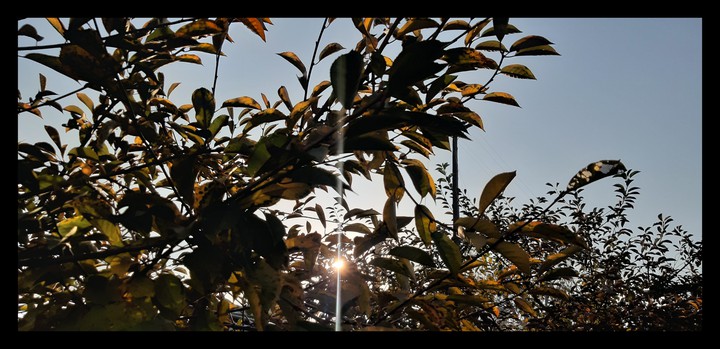autumn leaves