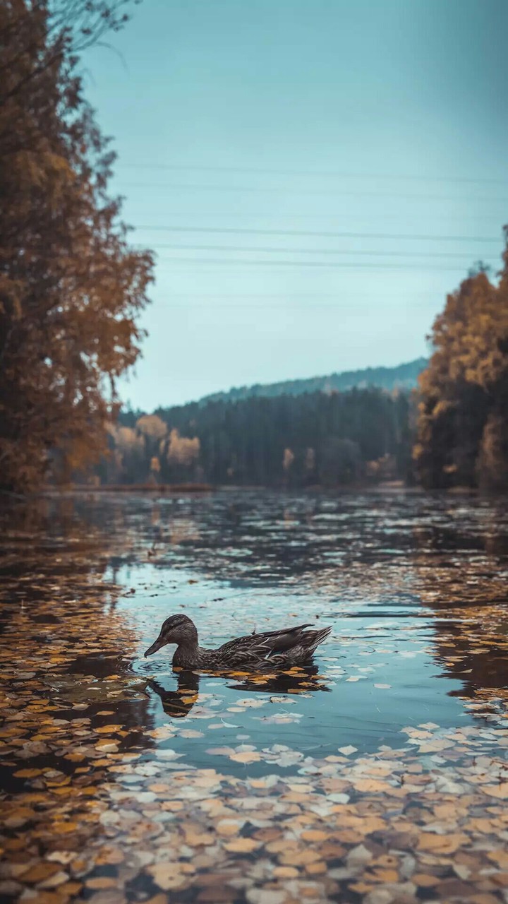 Duck