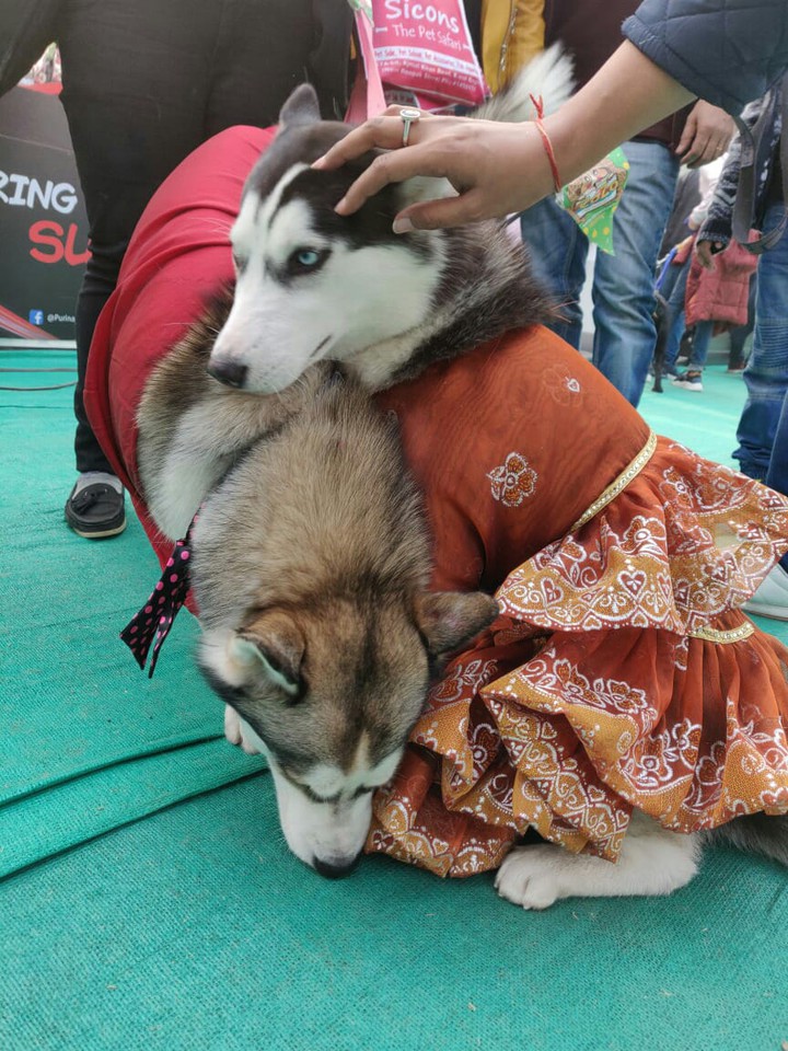 Husky