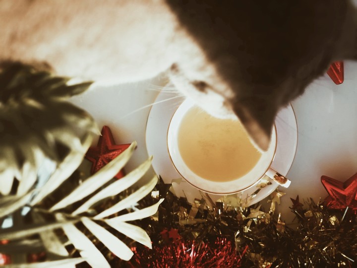 новогодний кот