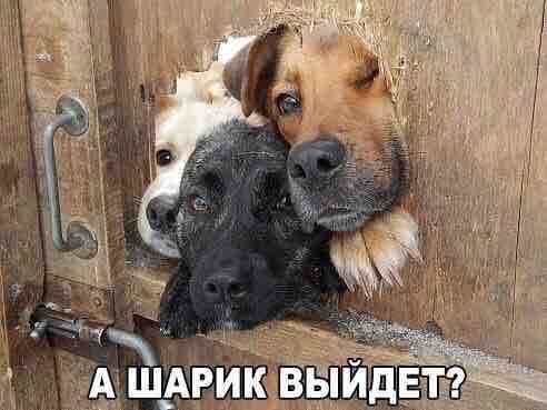 кокгда собаки спрашивают у хозяев