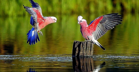 birds