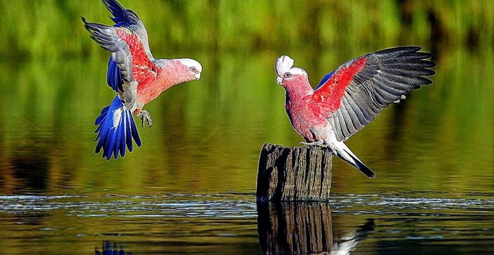 birds