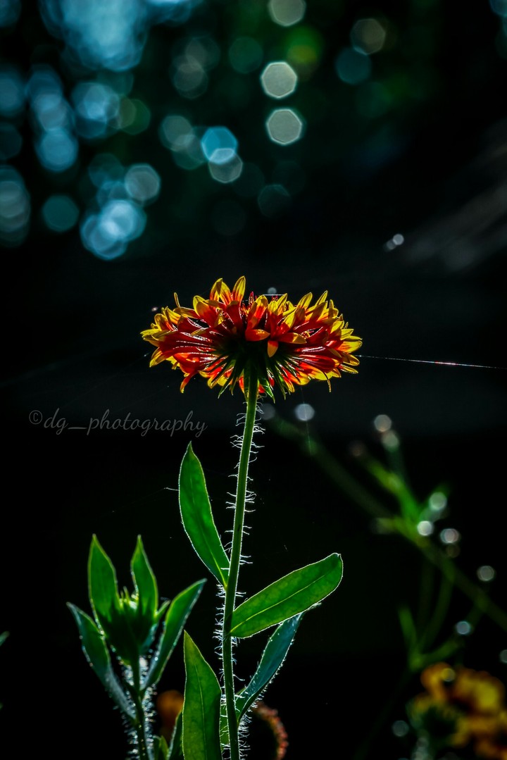 flora