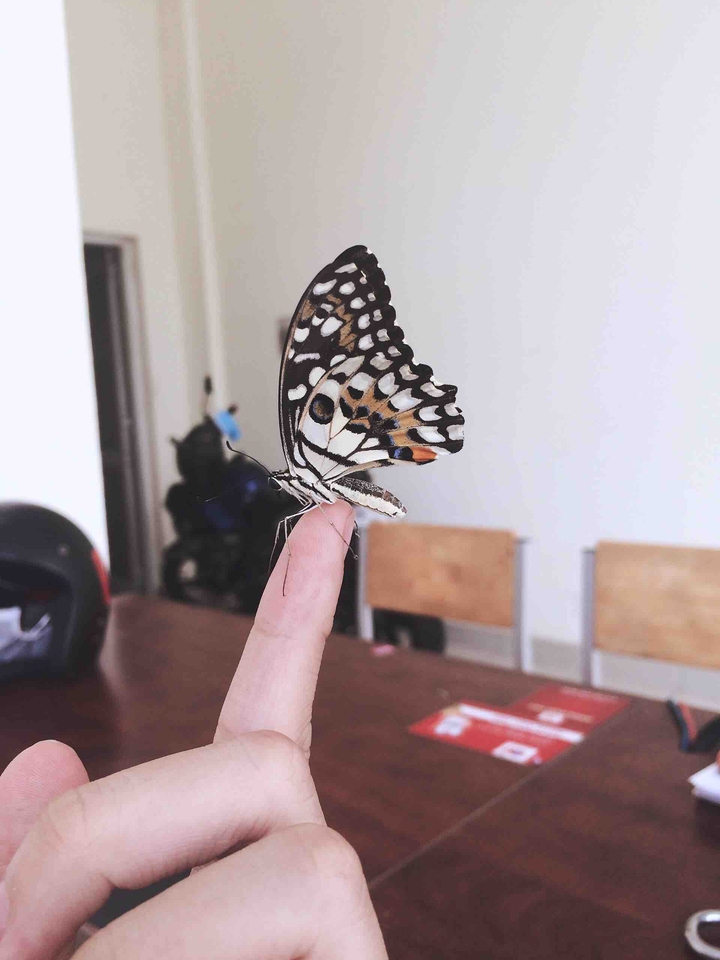 Butterfly