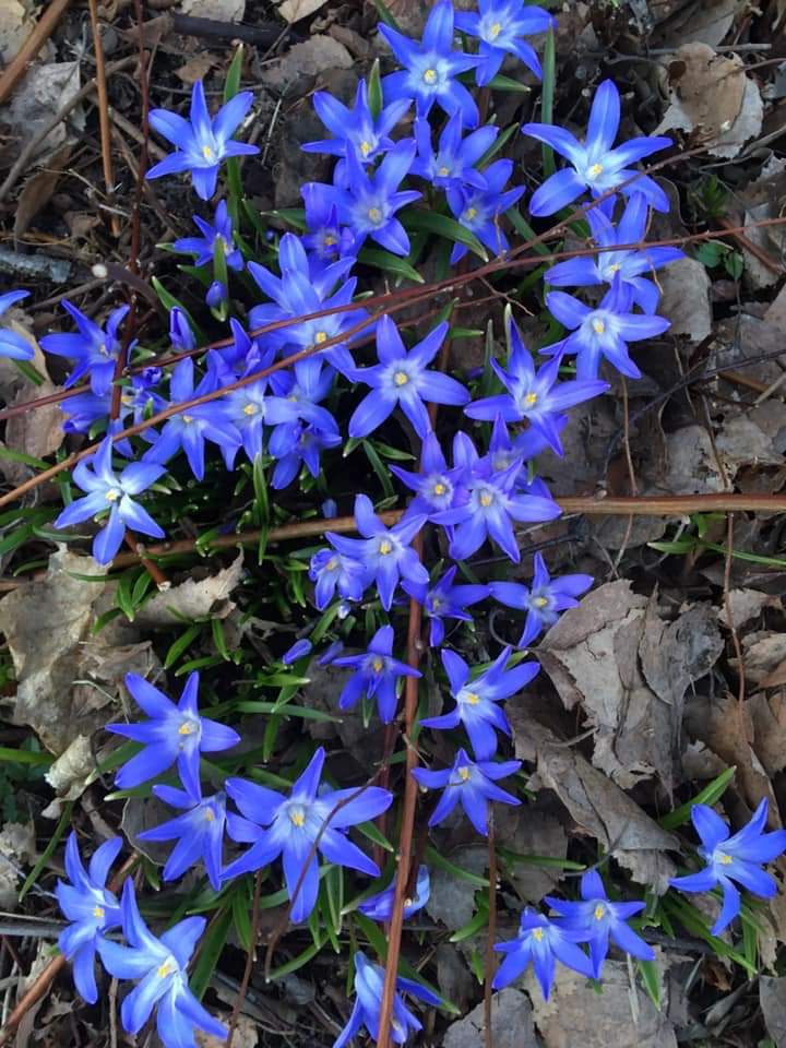 Blue flowers :)