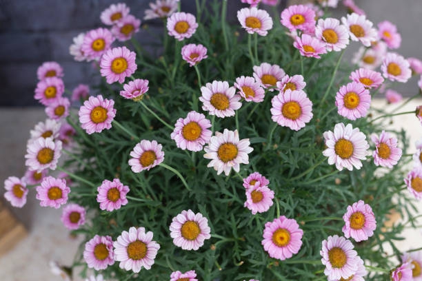 pink chrysanthemum - stock photo